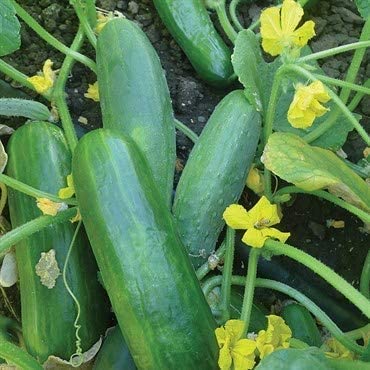 Dasher II Hybrid Cucumber, 25 Seeds Per Packet, Non GMO Seeds