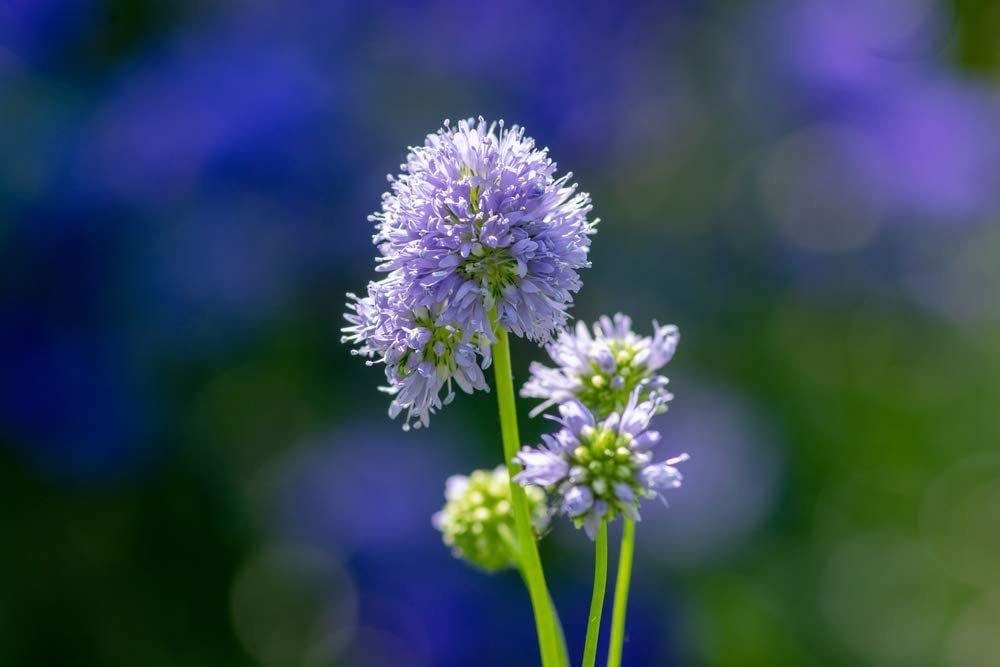 Gilia Globe, 1000 Seeds Per Packet, Non GMO Seeds