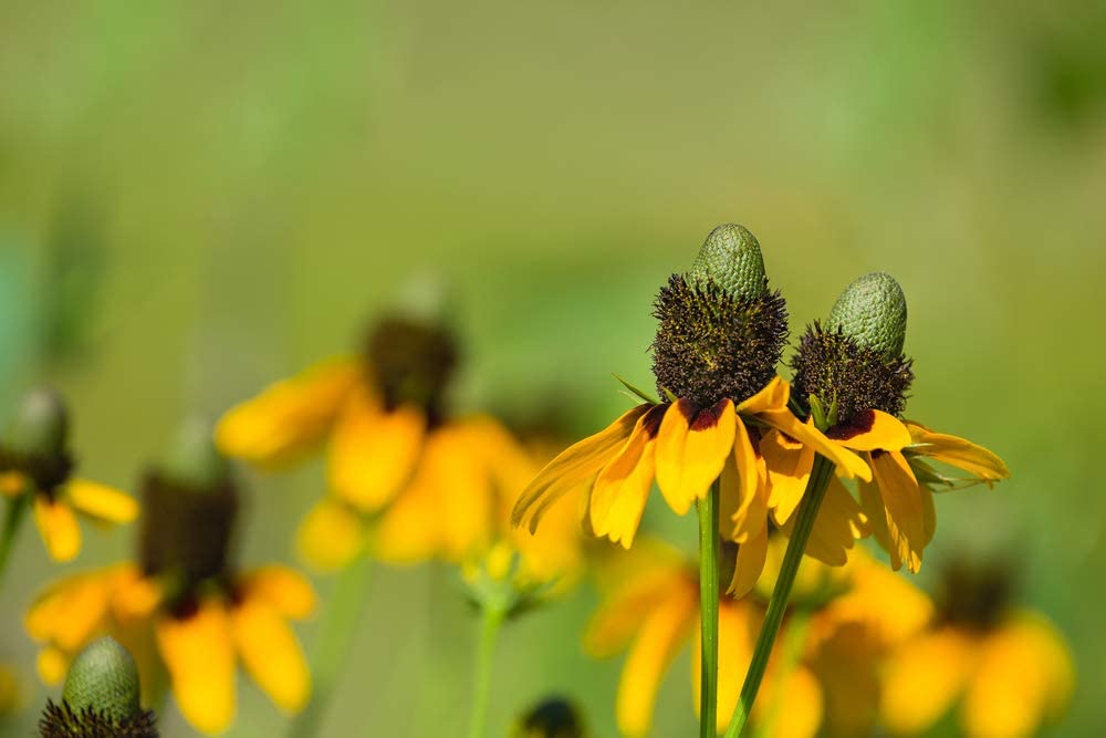 Clasping Coneflower, 1000 Seeds Per Packet, Non GMO Seeds