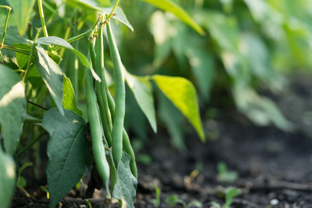 Tendergreen Bush Bean, 50 Heirloom Seeds Per Packet, Non GMO Seeds