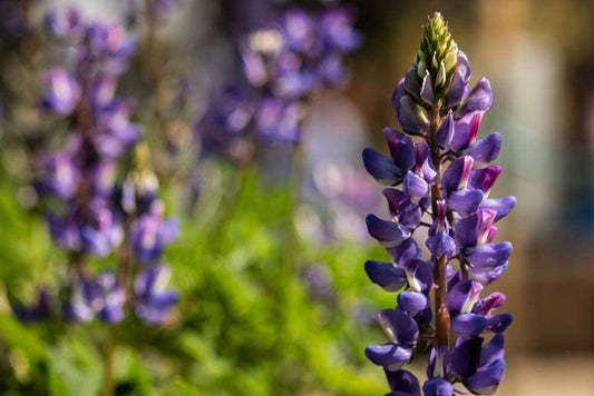 Arroyo Lupine, 50 Flower Seeds Per Packet