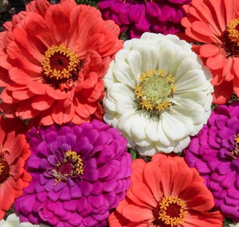 Under the Sea Zinnia Mix