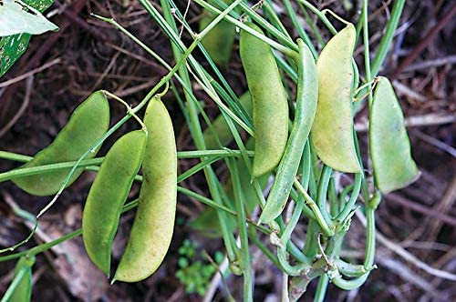 Jackson Wonder Lima Bean, 50 Heirloom Seeds Per Packet, Non GMO Seeds