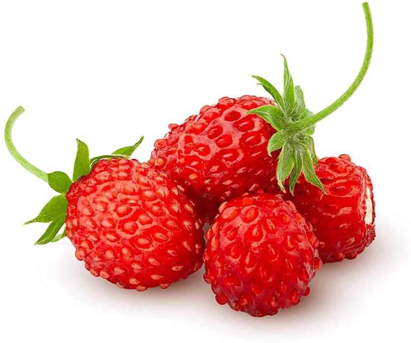 Woodland Wild Strawberry