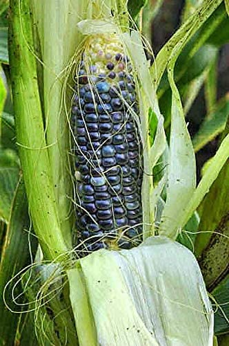 Rio Grande Blue Corn