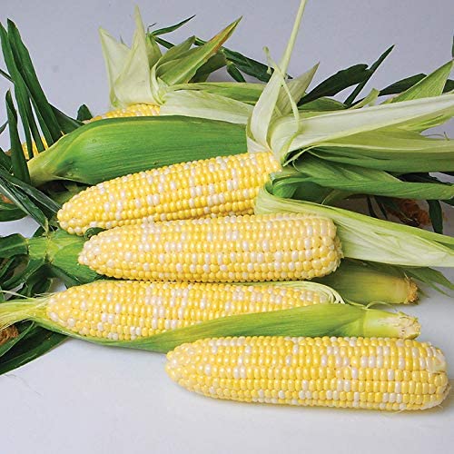 Nirvana Supersweet Corn, 25+ Heirloom Seeds Per Packet, Non GMO Seeds, Botanical Name: Zea Mays