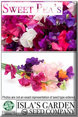 Cupid Pink Sweet Pea Flower, 15 Seeds Per Packet