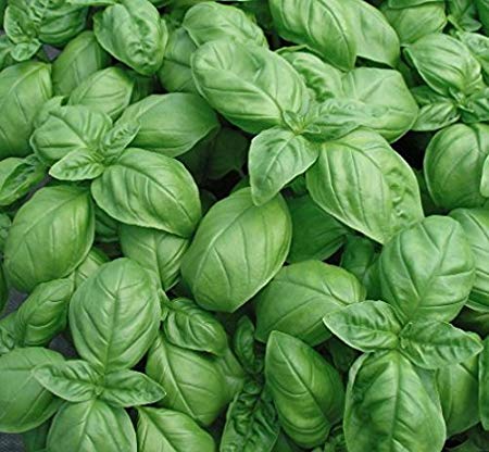 Genovese Sweet Basil, 500 Heirloom Seeds Per Packet, Non GMO Seeds
