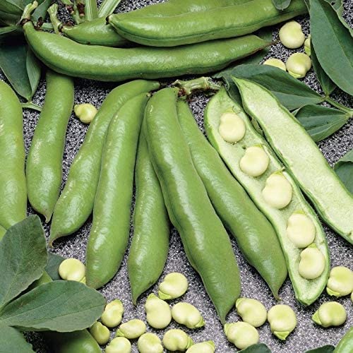 Aquadulce Fava Bean, 25 Heirloom Seeds Per Packet, Non GMO Seeds