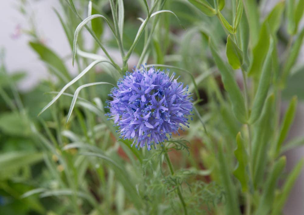 Gilia Globe, 1000 Seeds Per Packet, Non GMO Seeds