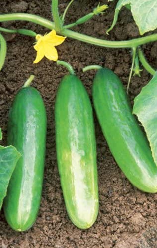 Ashley Slicing Cucumber, 50 Heirloom Seeds Per Packet, Non GMO Seeds