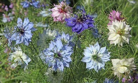 love in mist flower seeds Love-in-a-mist Mix Flower Seeds, 200 Heirloom Seeds Per Packet, Nigella damascena