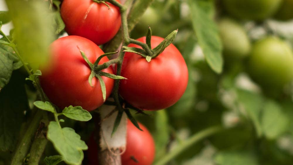 Cal Ace VF Tomato, 300 Heirloom Seeds Per Packet, Non GMO Seeds