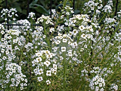 Tall White Sweet Alyssum