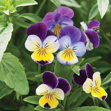 Helen Mount Johnny Jump Up, 500 Flower Seeds Per Packet