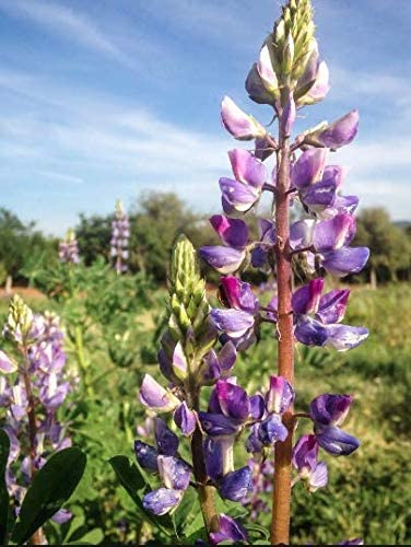 Arroyo Lupine, 50 Flower Seeds Per Packet