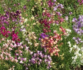 Fairy Bouquet Snapdragon