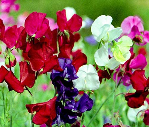 Bijou Mix Sweet Pea Flower, 25 Flower Seeds Per Packet