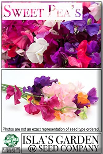 Knee High Sweet Pea Flowers