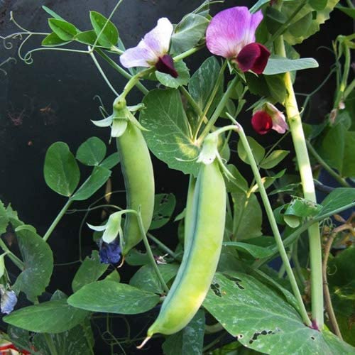 Dwarf Grey Sugar Pea, 30 Heirloom Seeds Per Packet, Non GMO Seeds