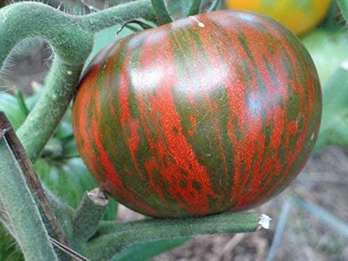 Black Zebra Tomato Seeds, 25 Seeds Per Packet, Non GMO Seeds