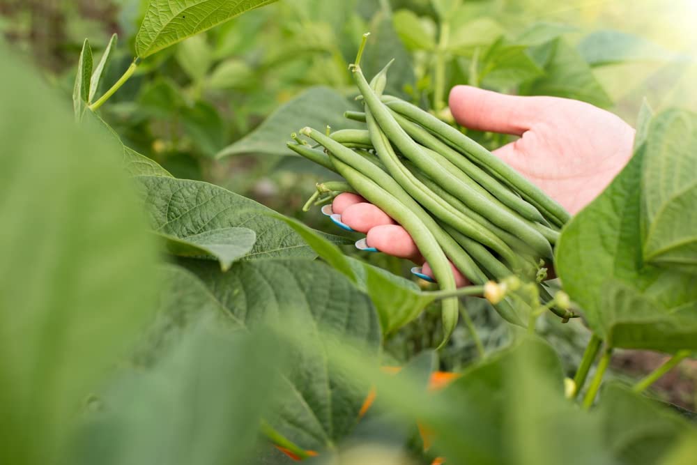 Harvester Bush Bean, 50 Heirloom Seeds Per Packet, Non GMO Seeds