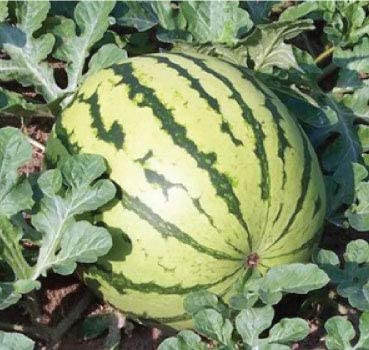 Dixie Queen Watermelon Seeds, 50 Heirloom Seeds Per Packet, Non GMO Seeds