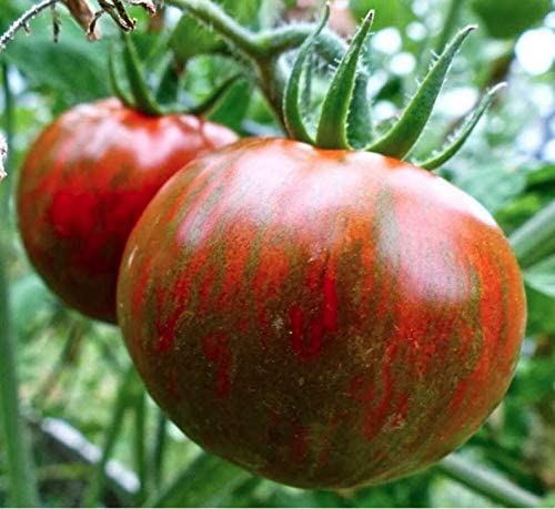 Black Zebra Tomato Seeds, 25 Seeds Per Packet, Non GMO Seeds