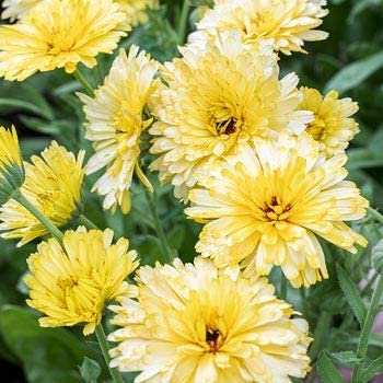 Calendula Cream Pacific Beauty, 250 Seeds Per Packet, Non GMO Seeds