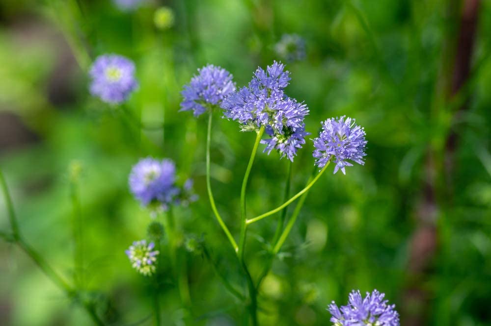 Gilia Globe, 1000 Seeds Per Packet, Non GMO Seeds
