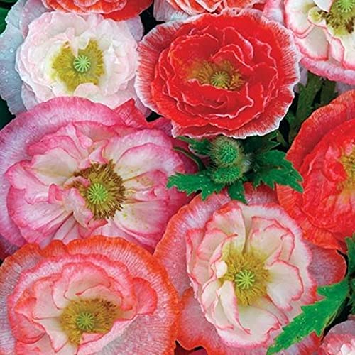 Double Shirley Poppy Mix, 3000 Seeds Per Packet