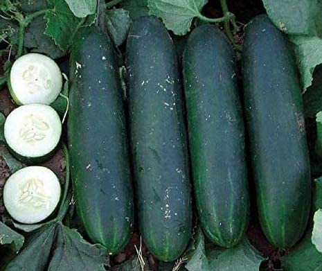 Crispy Green Hybrid Cucumber, 25 Heirloom Seeds Per Packet, Non GMO Seeds