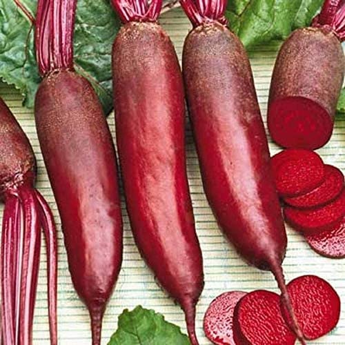 Cylindra Beet Seeds, 100 Heirloom Seeds Per Packet, Non GMO Seeds