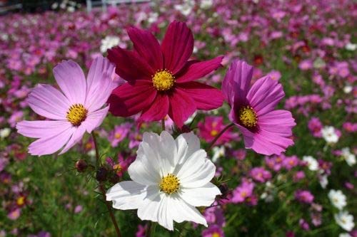 Cosmos Sensation Mix, 100 Seeds Per Packet, Non GMO Seeds