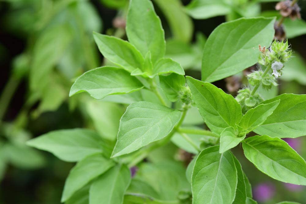 Lemon Sweet Basil