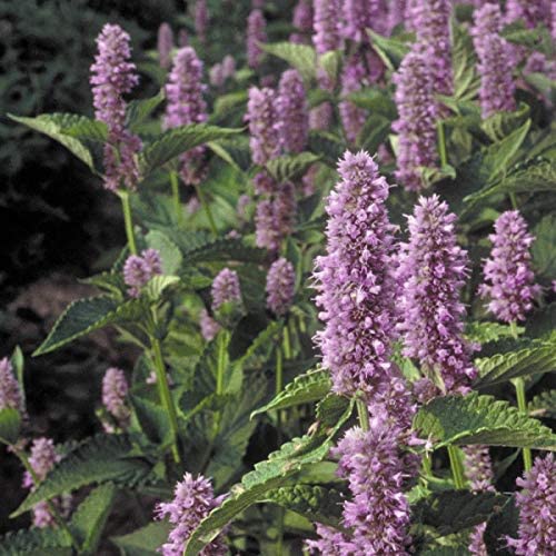 Anise Hyssop, 500 Seeds Per Packet, Non GMO Seeds