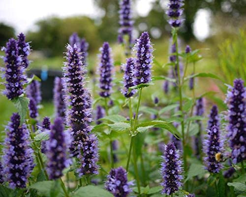 Purple Giant Hyssop