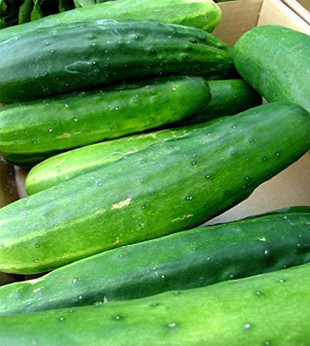 Ashley Slicing Cucumber, 50 Heirloom Seeds Per Packet, Non GMO Seeds