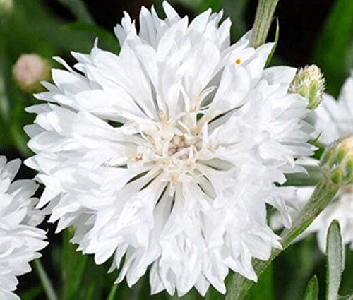 Bachelor Button Dwarf White, 200 Seeds Per Packet, Non GMO Seeds