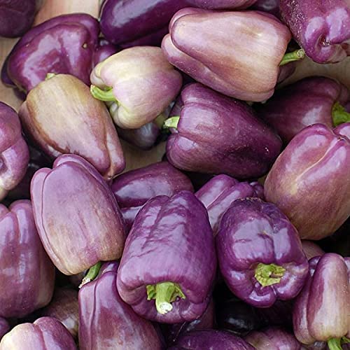 Sweet Lilac Bell Pepper