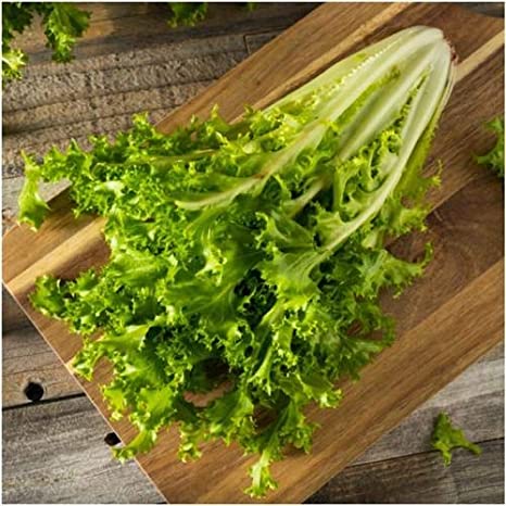 Salad King Endive, 1000 Heirloom Seeds Per Packet, Non GMO Seeds