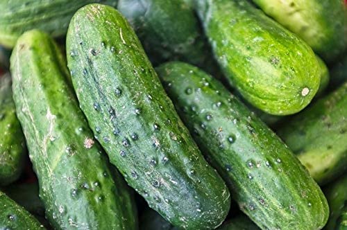 National Pickling Cucumber, 75 Heirloom Seeds Per Packet, Non GMO Seeds