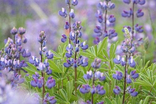 Riverbank Lupine, 100 Seeds Per Packet, Non GMO Seeds