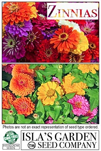 Zinnia Seeds Candy Stripe Mix