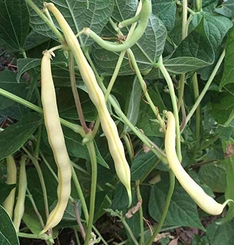Cherokee Wax Bush Bean, 50 Heirloom Seeds Per Packet, Non GMO Seeds