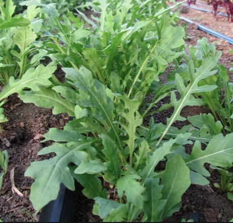 Arugula Wild Rocket, 1000 Heirloom Seeds Per Packet, Non GMO Seeds