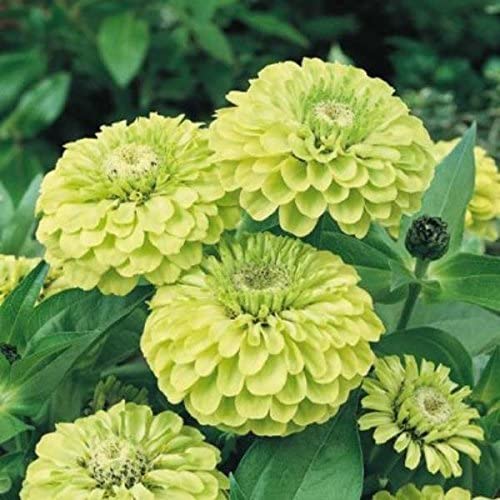 Envy Zinnia Flower