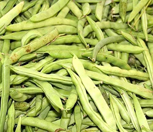 Kentucky Wonder Brown Pole Bean Seeds, 30 Heirloom Seeds Per Packet, Non GMO Seeds