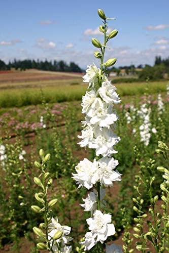 Rocket Larkspur White, 250 Seeds Per Packet