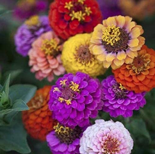 Zinnia Button Box Mix